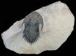 Bargain, Metacanthina (Asteropyge) Trilobite #62077-1